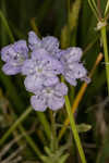 Prairie phacelia